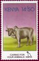 Cattle (Bos primigenius indicus)